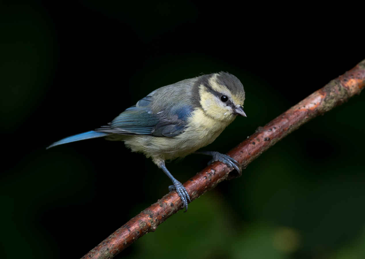 The Chemistry of Birds (15): Bird Feathers as Bioindicators