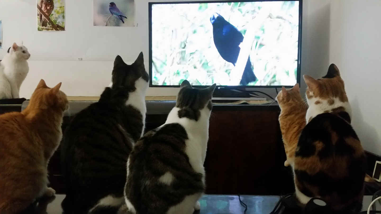 5 Reasons To Love Cats And Birds