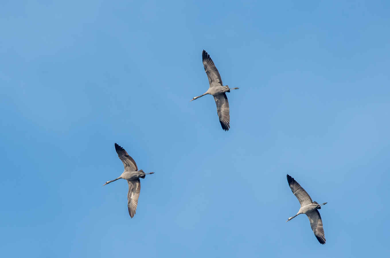 Ask a Birder: Who Do Birds Migrate With?
