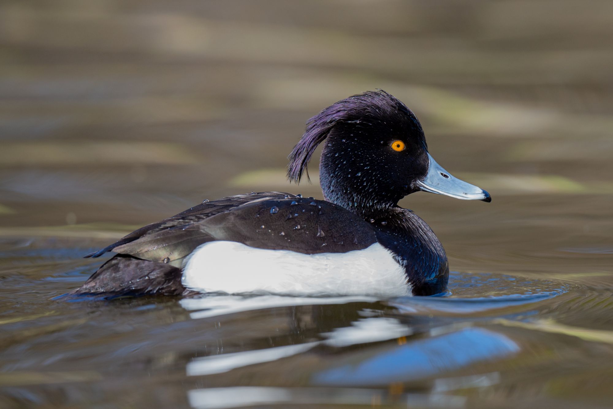 On Goosander Hunting and Waterf(owl): Munich’s (Un)Popular Birds
