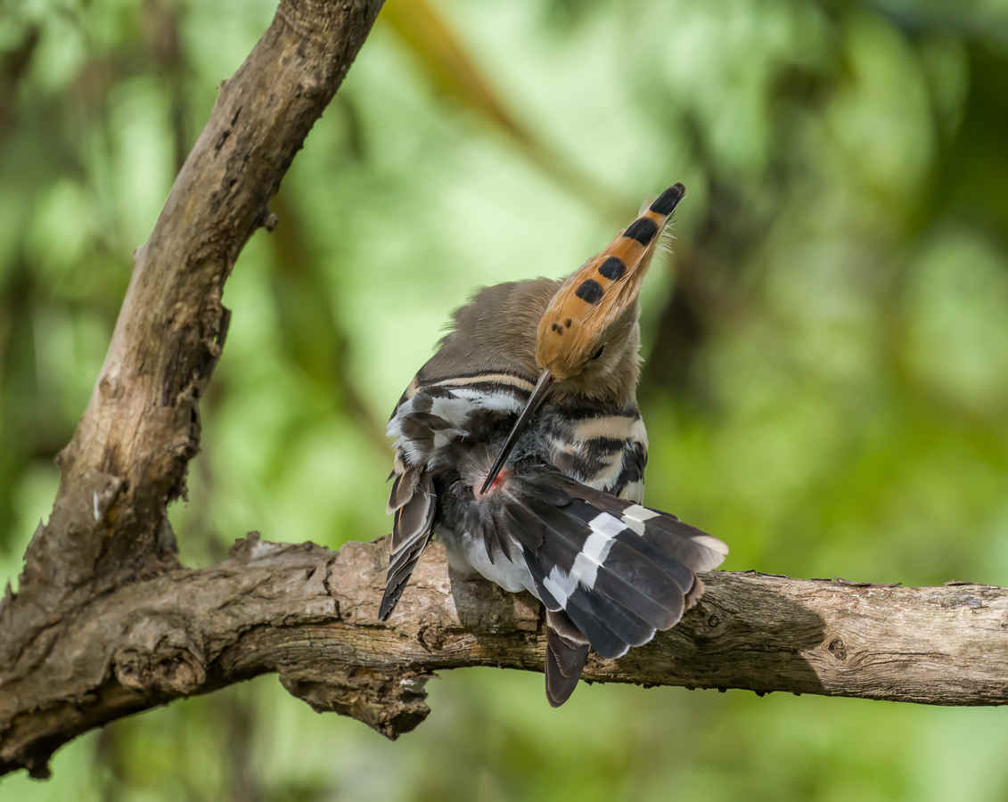 The Chemistry Of Birds (21): Feather Upkeep - 10,000 Birds