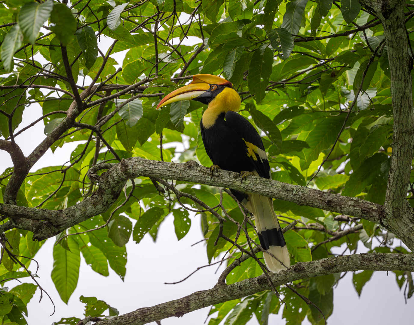 Species Spotlight: Great Hornbill