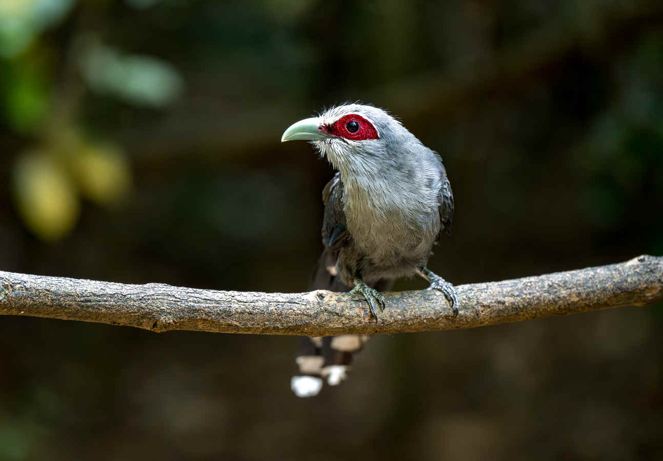 Birding the Lung Sin Hide, Kaeng Krachan, Thailand