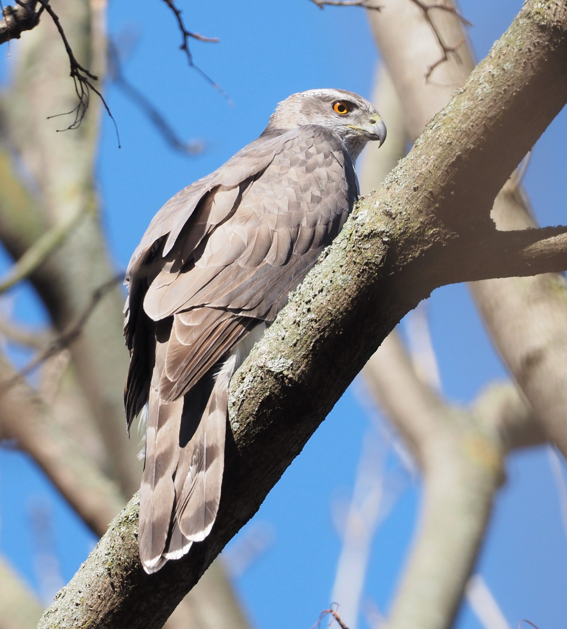 Eurasian Goshawks in Berlin - 10,000 Birds