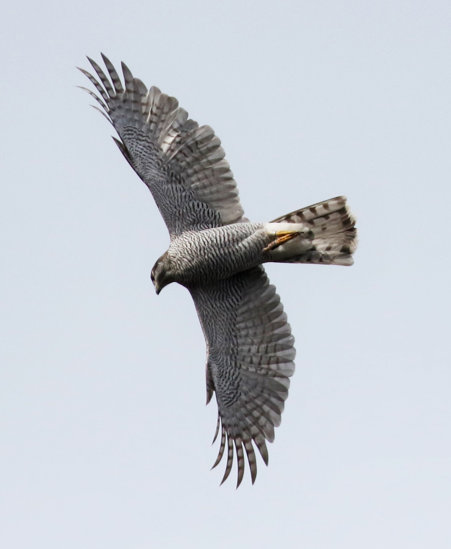 Eurasian Goshawks in Berlin - 10,000 Birds