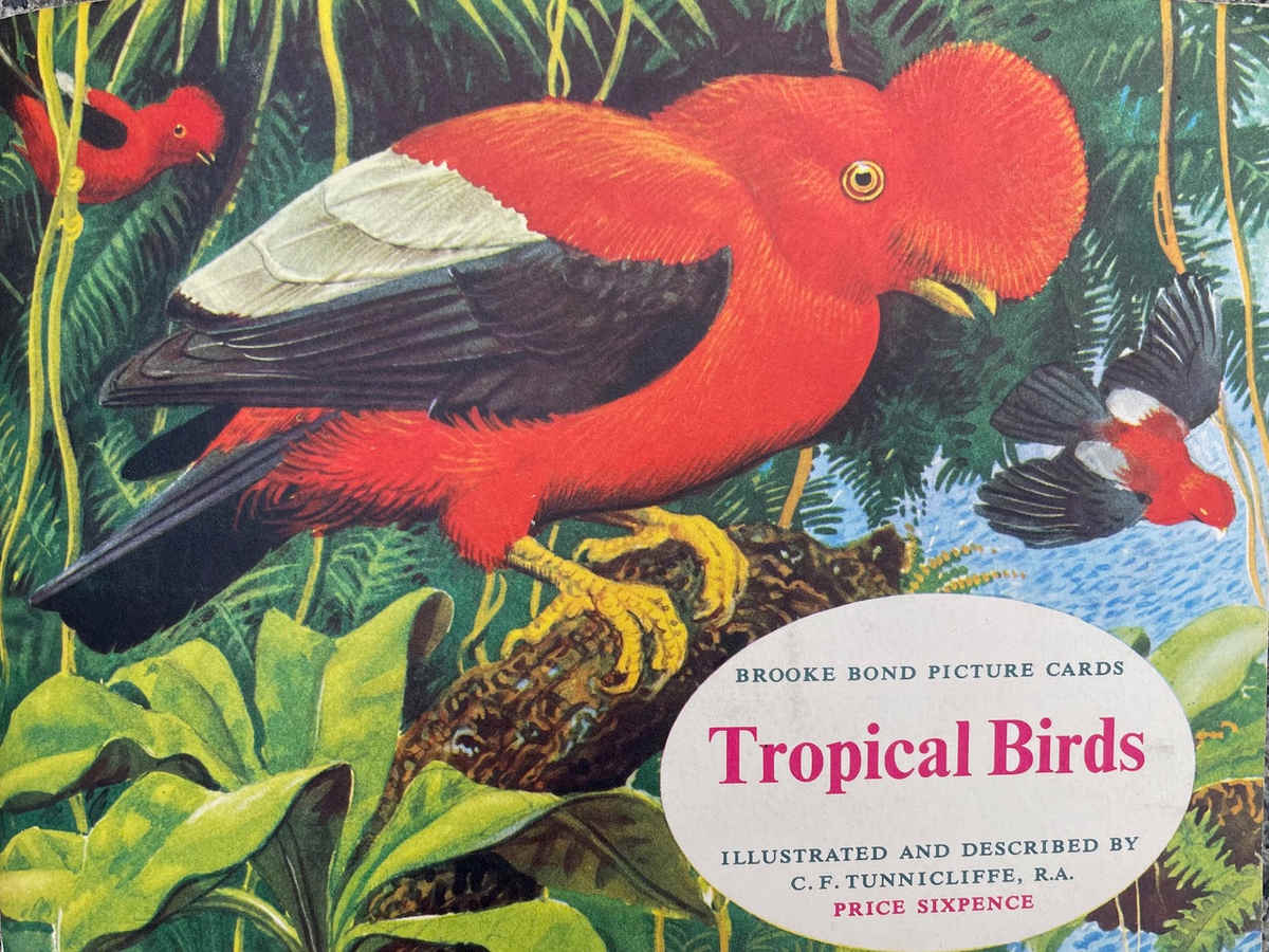 5 Dream Birds of our Writers (Collaborative Post)