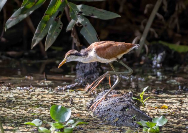 Wattled Jacana (juvenile)
