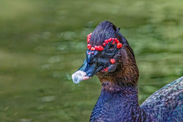 Moskovy Duck