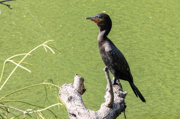 Neotropic Cormorant