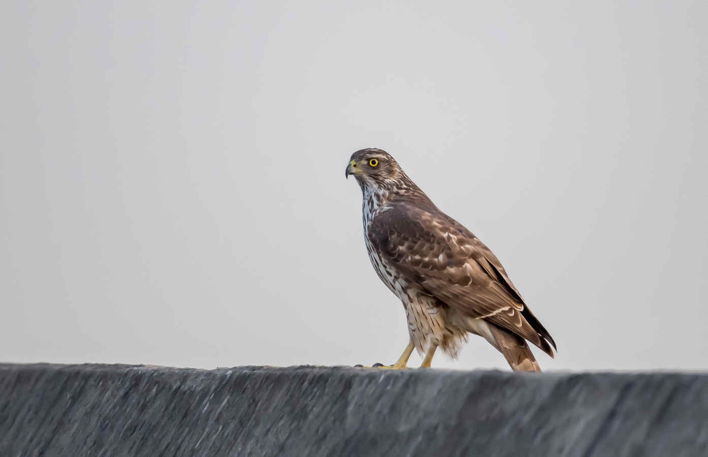 The Chemistry of Birds (18): Forever Chemicals