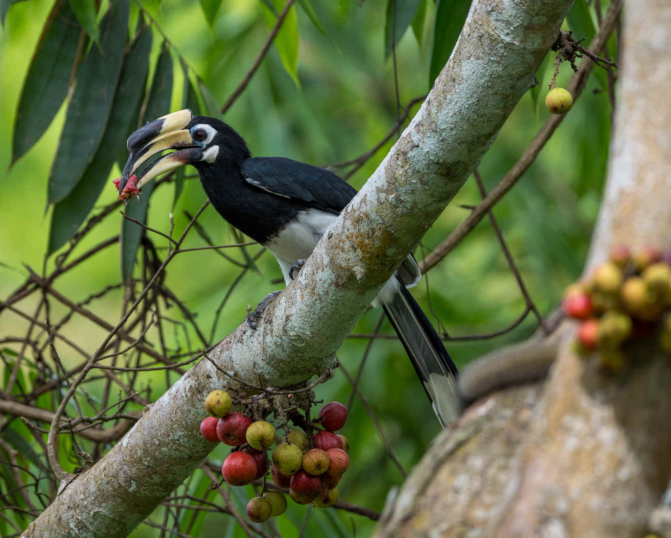 Species Spotlight: Oriental Pied Hornbill