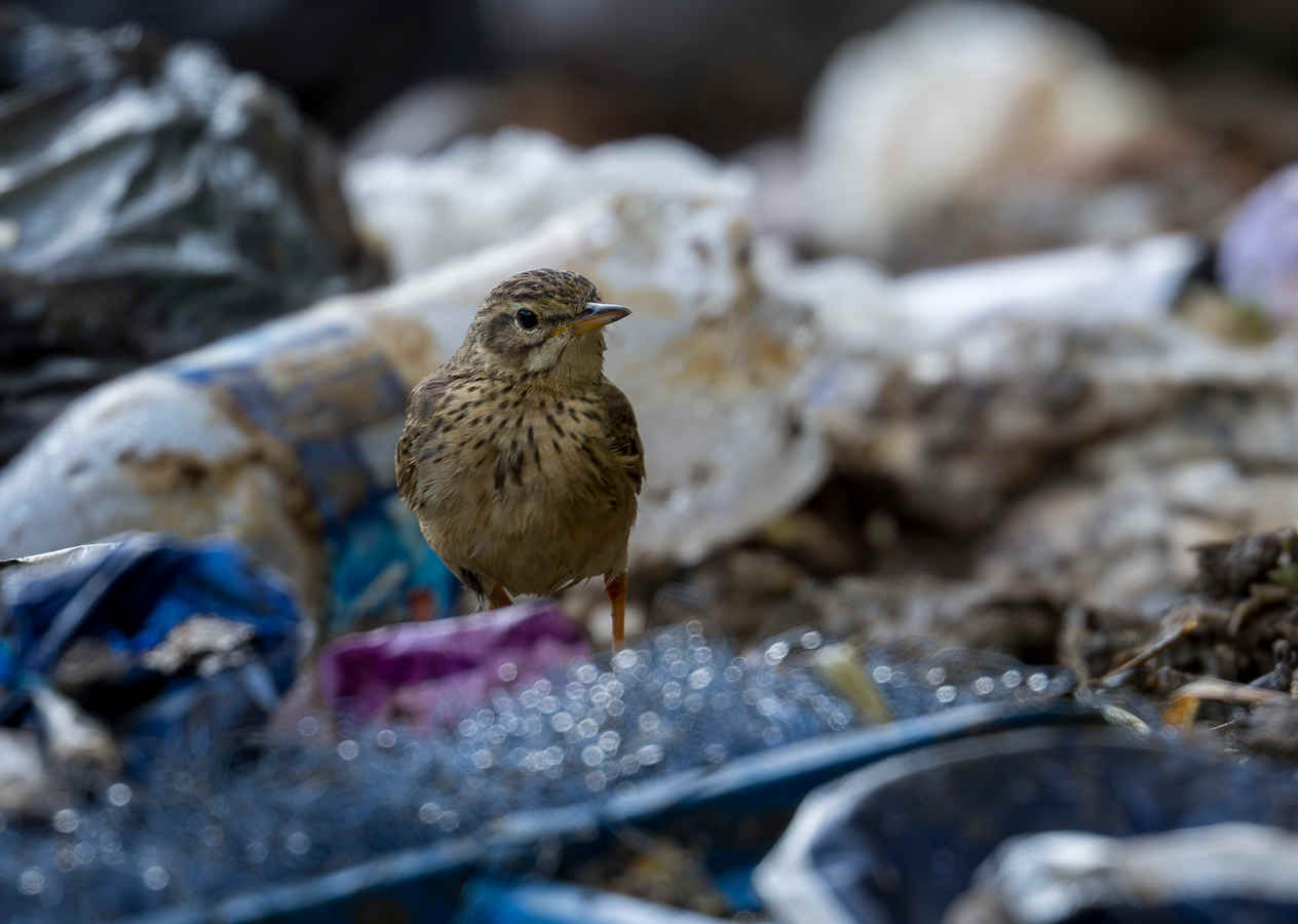6 Birding Experiences At Garbarge Dumps (Collaborative Post)