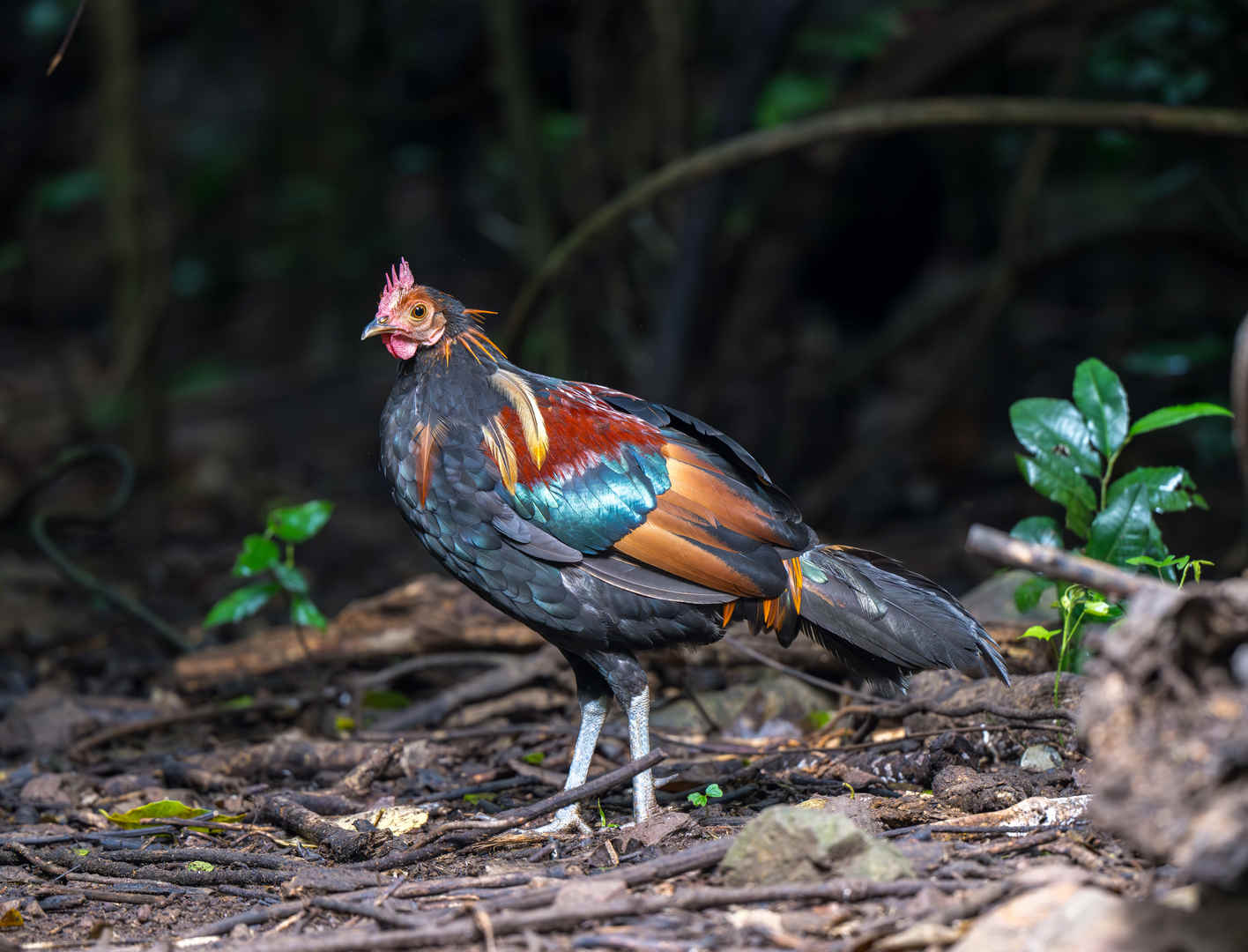 Birding Mr. Bird’s Hide, Kaeng Krachan, Thailand - 10,000 Birds