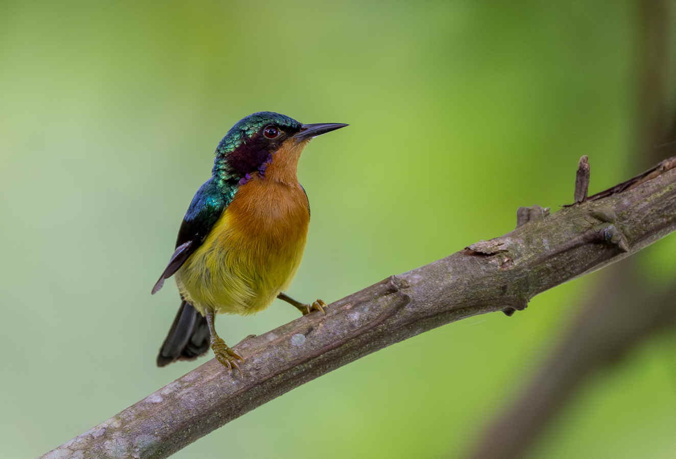 Birding Kraeng Krachan National Park, Thailand (Part 2)