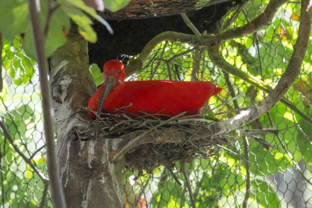 Scarlet Ibis nesting