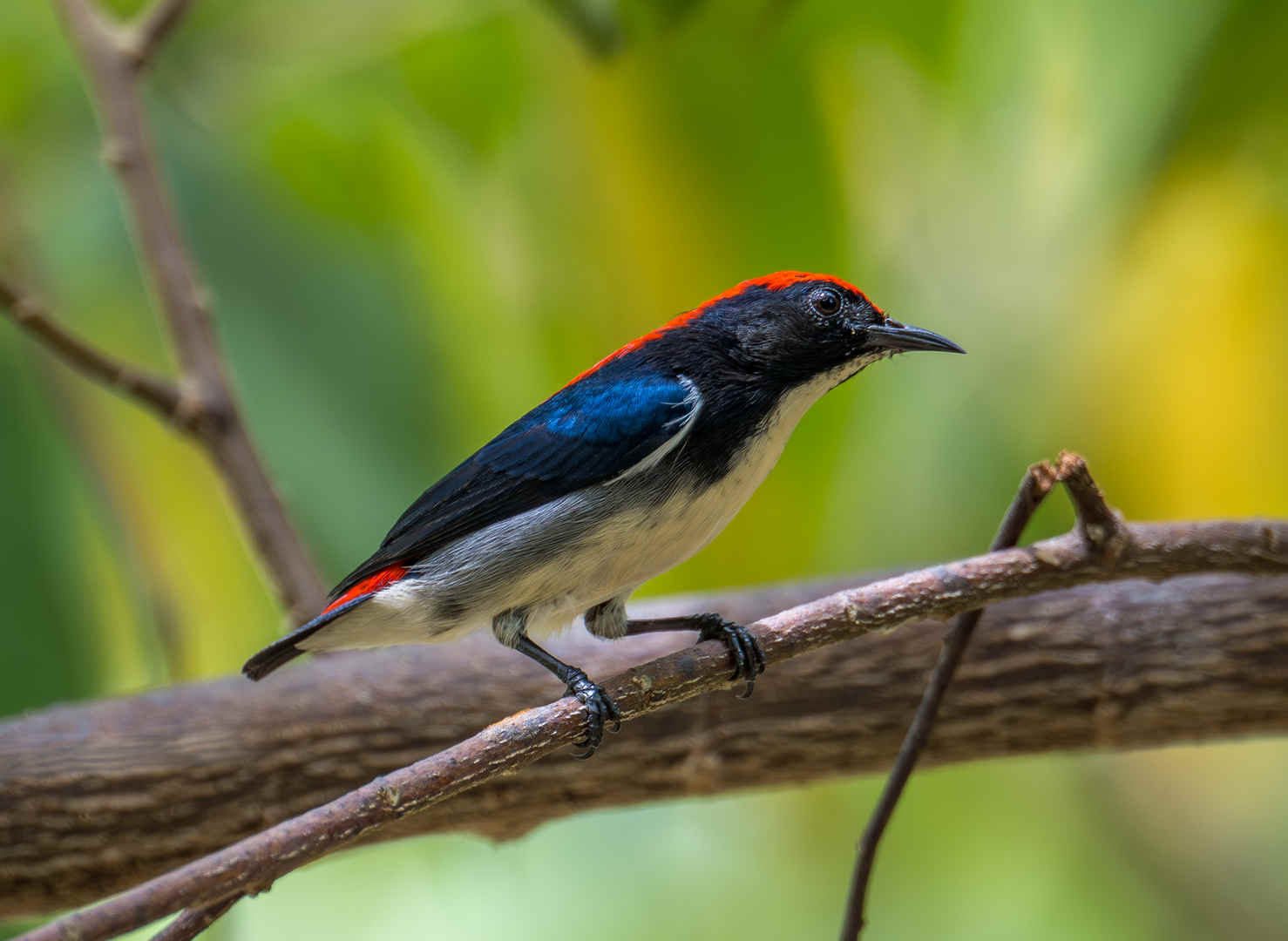 Birding Baan Maka Lodge, Kaeng Krachan, Thailand