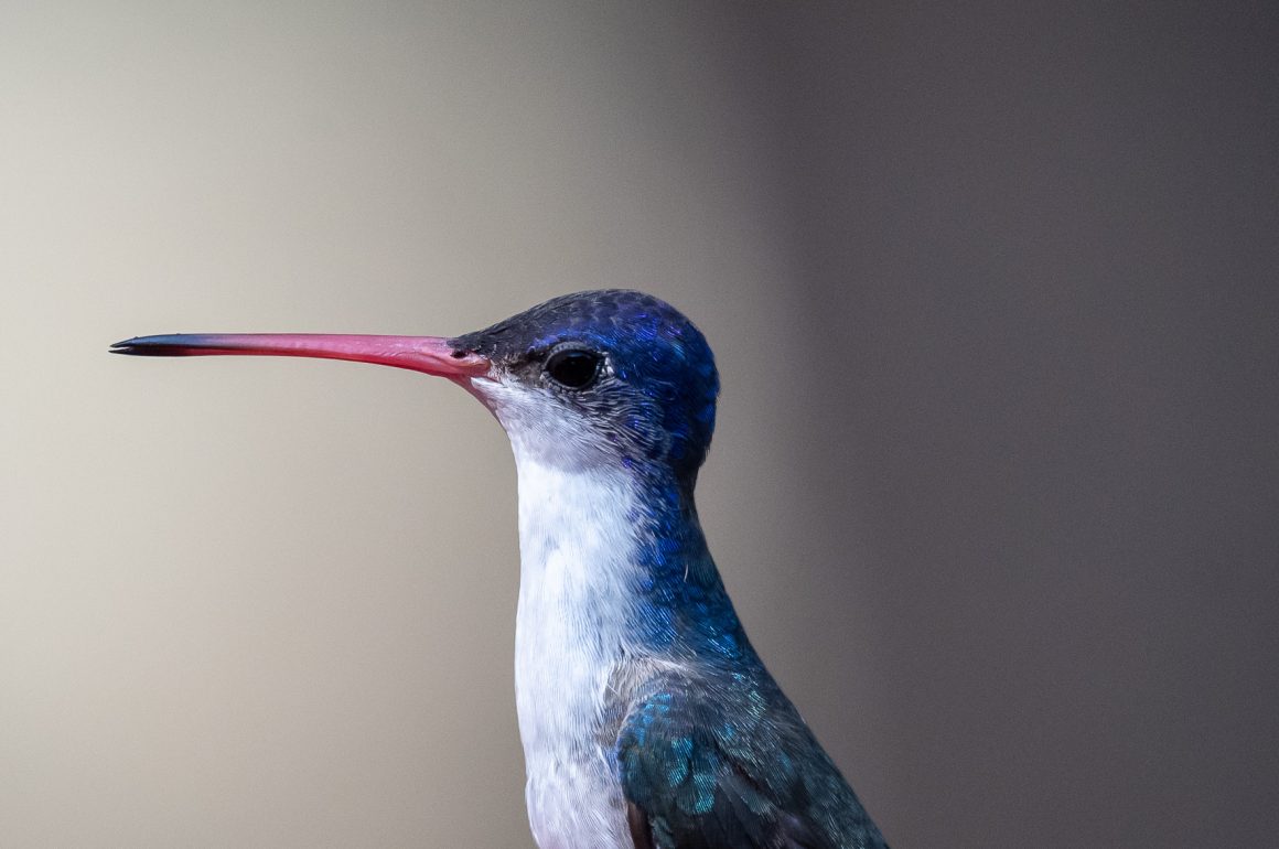Violet-crowned Hummingbird