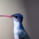 Violet-crowned Hummingbird