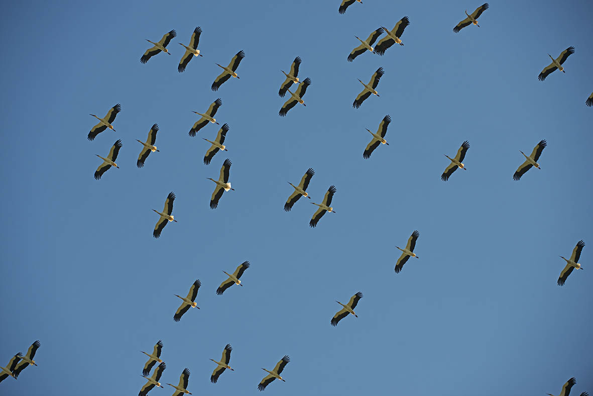 Mass migration of White Storks