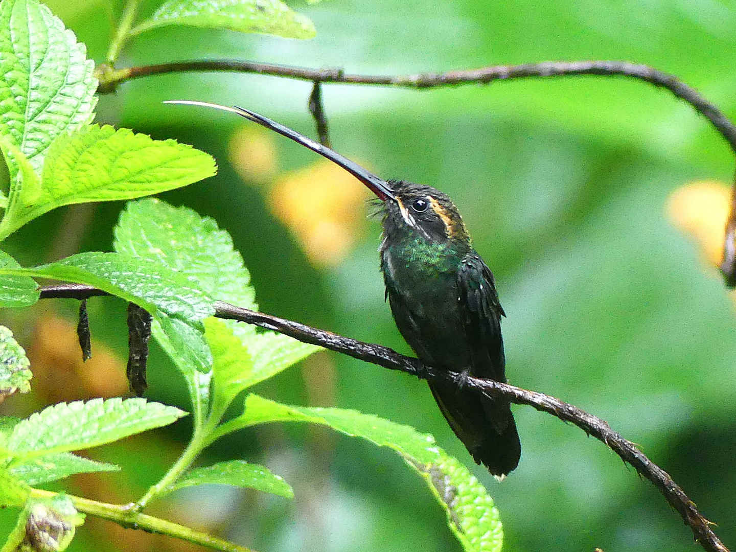 Three Photos: Hummingbirds of Ecuador