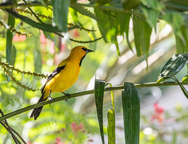 Yellow Oriole