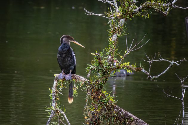 Anhinga