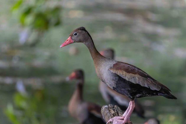 Black Belly Whistling Ducks