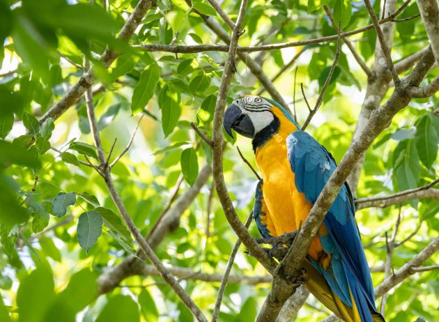 Blue and yellow Macaw