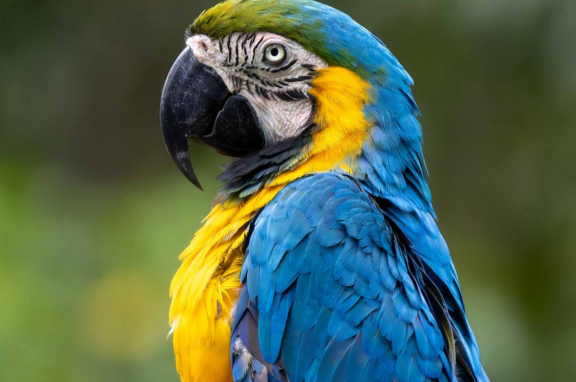 Blue and Yellow Macaw