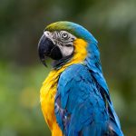 Blue and Yellow Macaw