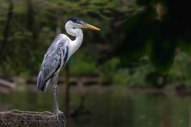 Cocoi Heron