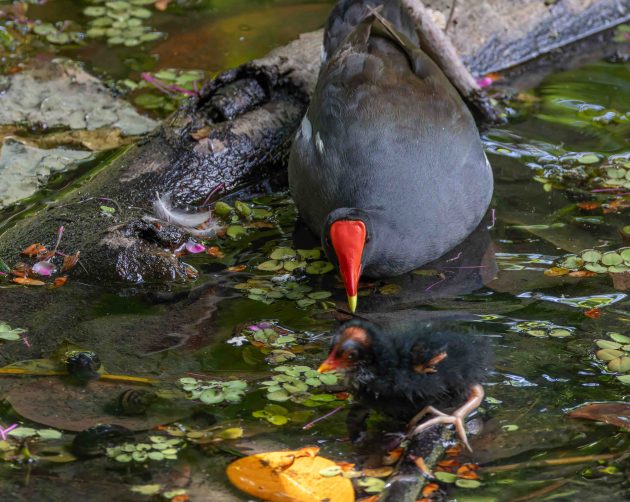 Common Gallinule