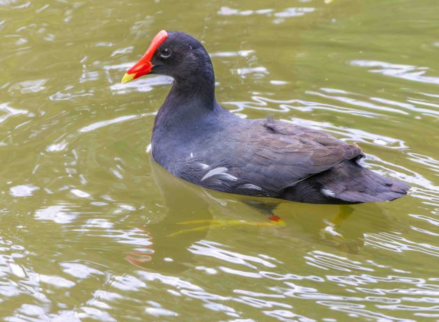 Common Gallinule