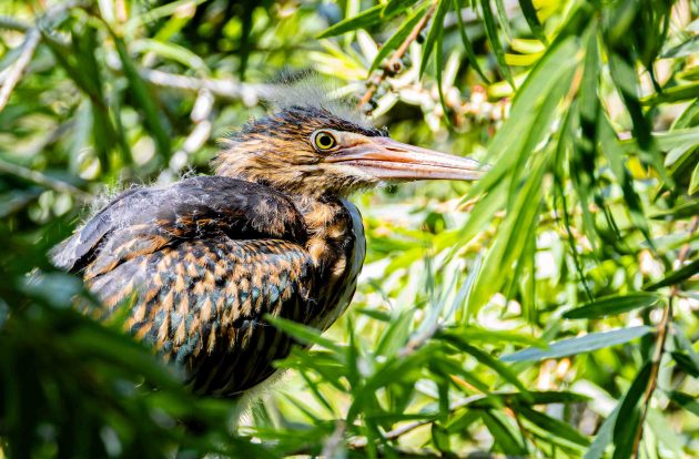 Striated Heron (juvenile)