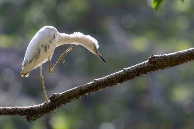 Little Blue Heron (juvenile)