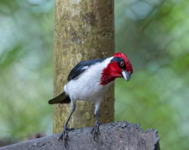 Masked Cardinal