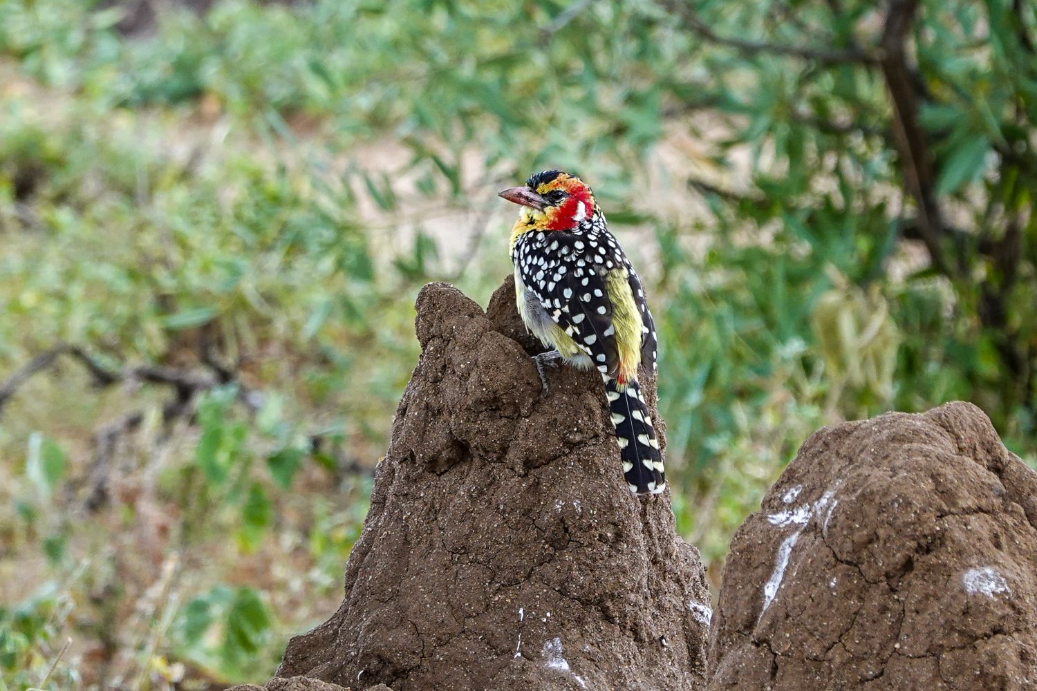 Birding by Bicycle: Near Lake Natron, Tanzania