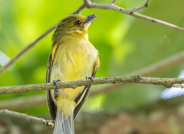 Ochre-lored Flatbill