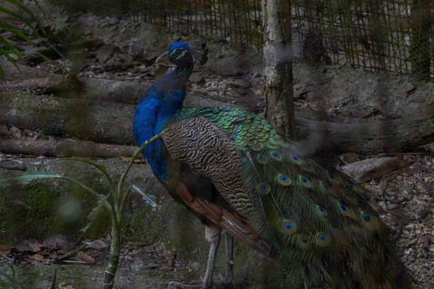 Peacock