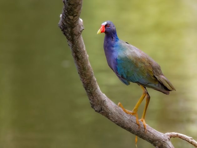 Purple Gallinule