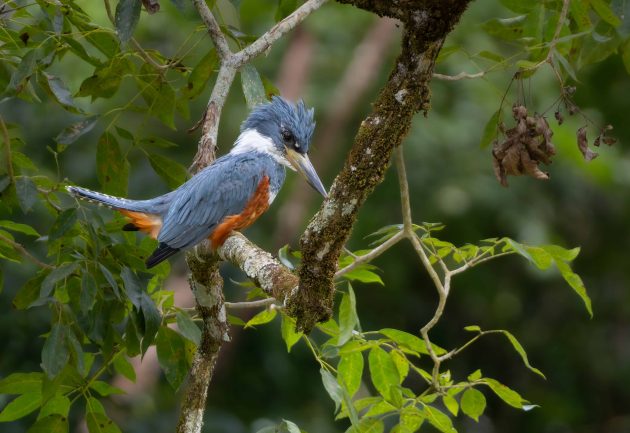 Ringed Kingfisher