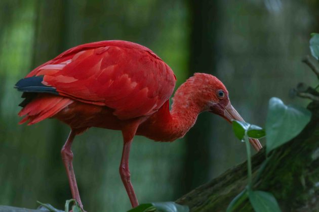 Scarlet Ibis