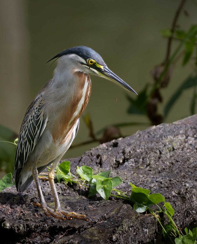 Striated Heron