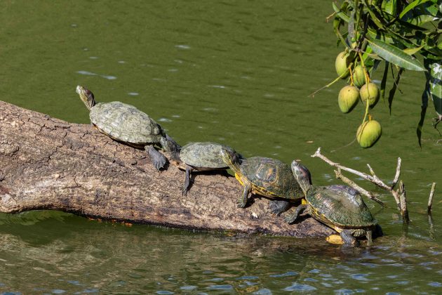 Red-eared Sliders...turtles