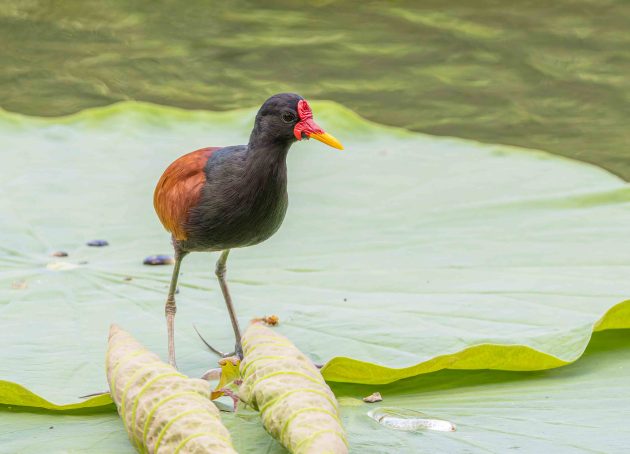Wattled Jacana