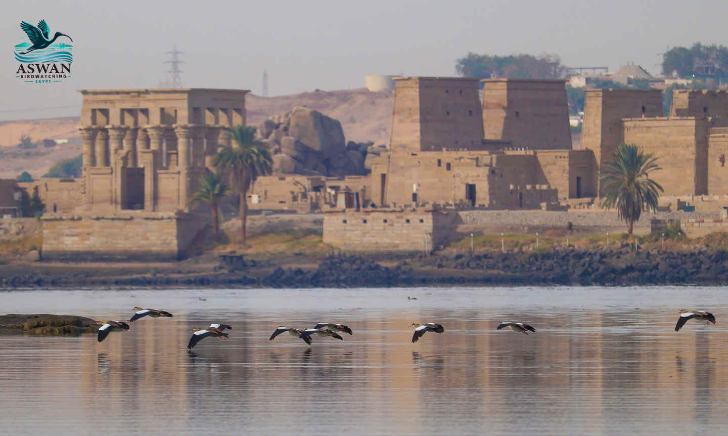 Winter Birding at Aswan on the Nile