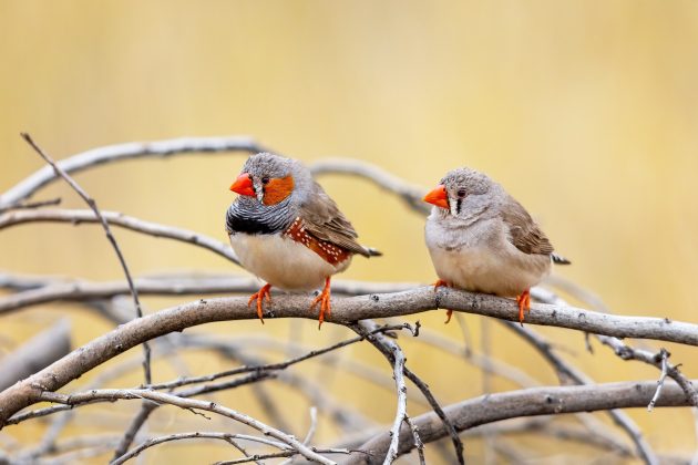 Best Retirement Countries for Birders