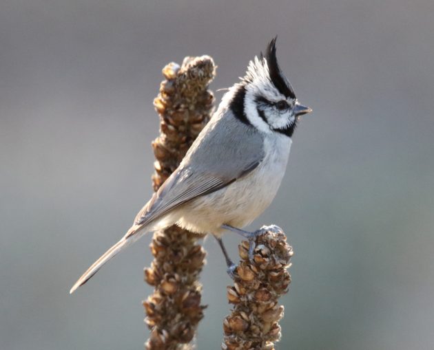 Those Busy Little Birds