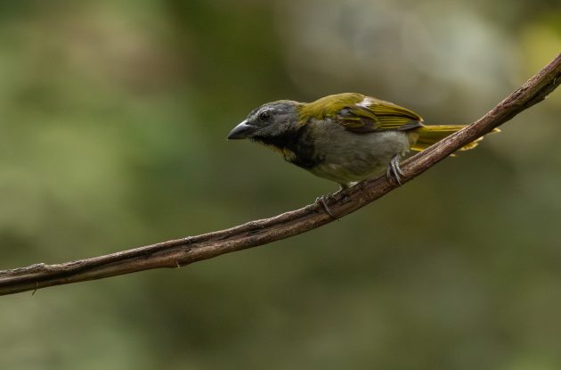 Buff-Throated Saltator