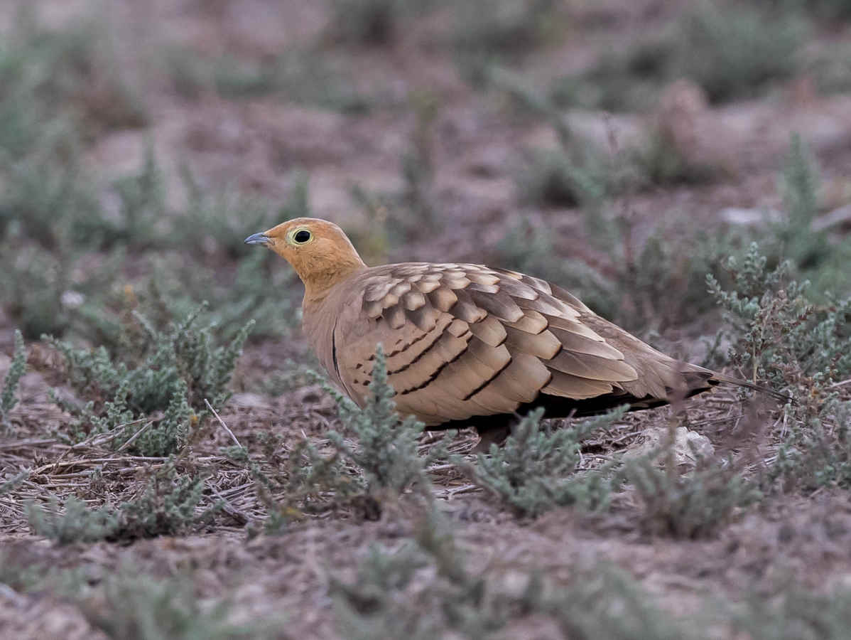 The Chemistry of Birds (27): Heat Shock Proteins